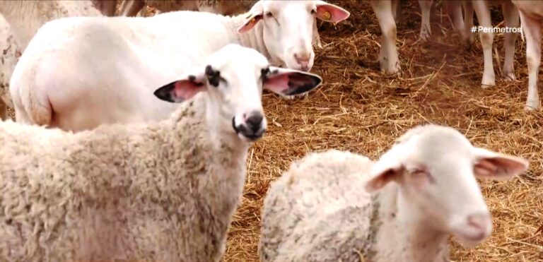 image Ευλογιά των προβάτων: Κτηνοτρόφοι αγοράζουν παράνομα εμβόλια για να σώσουν τα κοπάδια τους