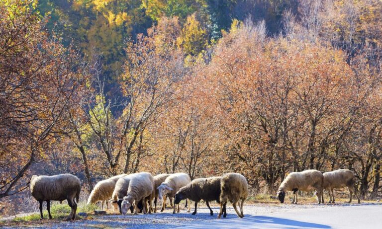 image Υπ. Αγροτικής Ανάπτυξης: Επιπλέον 10 εκατ. € στις Περιφέρειες για αποζημιώσεις λόγω ευλογιάς