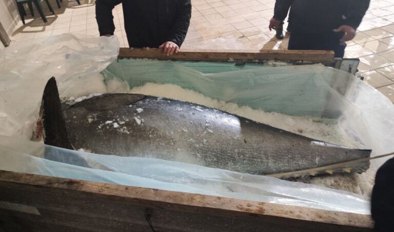 image Κατάσχεση 250 Κιλών Ερυθρού Τόνου από το Κεντρικό Λιμεναρχείο Χίου. “Ζαλίζει” η αξία του.