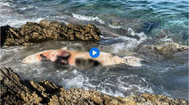 image Νεκρή φώκια εντοπίστηκε στον Πέτασο.