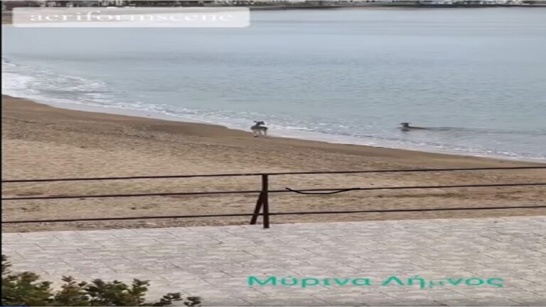 image Λήμνος: Ελάφια απολαμβάνουν το μπάνιο τους στο Ρωμέικο.(Βίντεο)