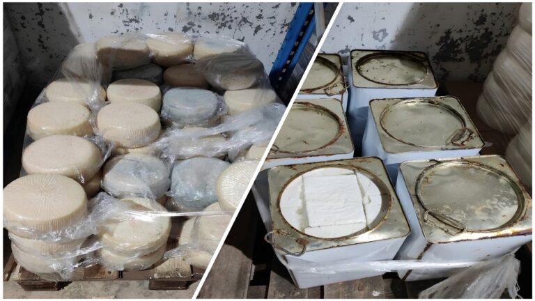 image Στην «τσιμπίδα» 4,2 τόνοι τροφίμων ενόψει Πάσχα – αλλοιωμένα τυριά με «μαϊμού» τόπο προέλευσης την Λήμνο.