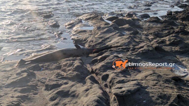 image Λήμνος: Δελφίνι ξεβράστηκε νεκρό σε ακτή.