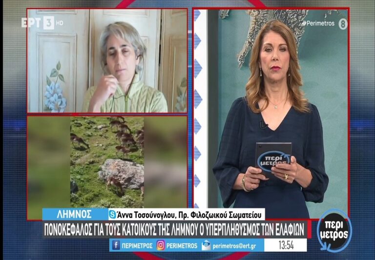 image Στην εκπομπή “Περίμετρος” της ΕΤ3 η Άννα Τοσούνογλου, για τον υπερπληθυσμό των πλατωνιών της Λήμνου .(Βίντεο)