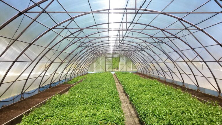 image Μια ανάσα πριν την έναρξη του προγράμματος για τις θερμοκηπιακές καλλιέργειες – Κ. Τσιάρας: Είναι το σύμβολο μιας νέας αντίληψης για την παραγωγή