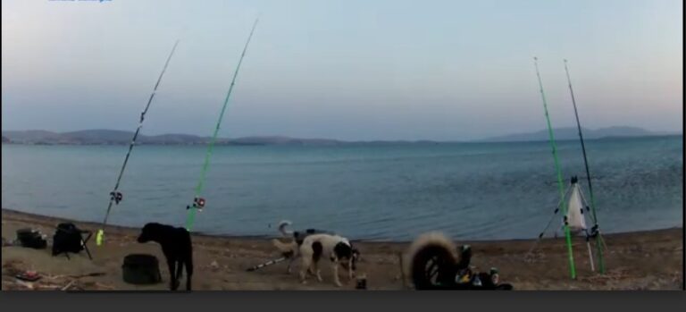 image Επίθεση από αγέλη σκύλων σε ψαράδες στη Λήμνο – Διέφυγαν την τελευταία στιγμή
