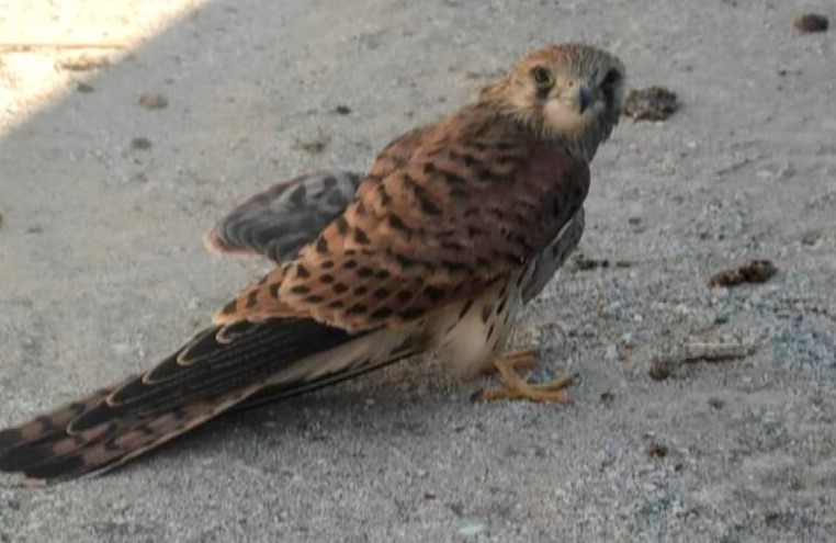 image Λήμνος: Παραθεριστές έσωσαν τραυματισμένο γεράκι