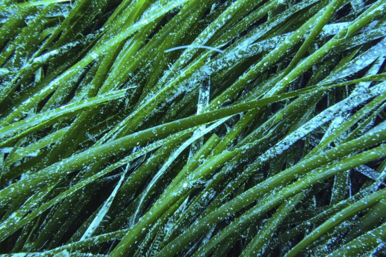 image «Τα δάση της θάλασσας κινδυνεύουν»: Έκκληση από το Ινστιτούτο Αρχιπέλαγος για τα λιβάδια Ποσειδωνίας