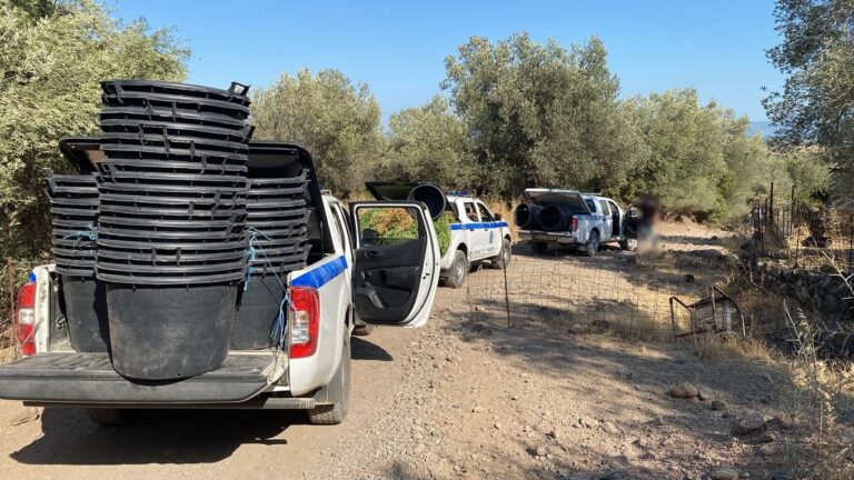 image Λέσβος: 126  δενδρύλλια κάνναβης, Συνελήφθησαν -2- ημεδαποί.