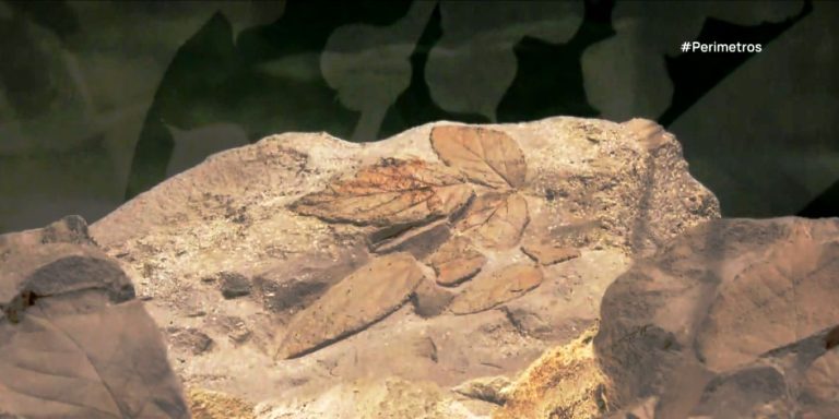 image Απολιθωμένα φυτά εκατομμυρίων ετών στην Λέσβο