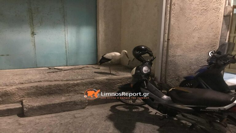 image Νεοσσός πελαργού διασώθηκε στην Λήμνο .(φωτο)