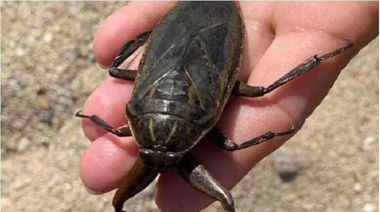 image Νέα εμφάνιση Λιθόκερου, αυτή τη φορά σε παραλία της Λήμνου