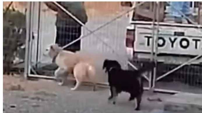 image Λήμνος: Εγκατέλειψαν σκύλους στο καταφύγιο ζώων – «Τα πέταξαν σα να ήταν σακούλες σκουπιδιών»