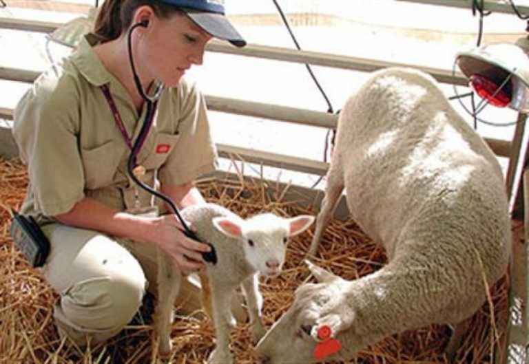 image Επίδομα επικίνδυνης και ανθυγιεινής εργασίας για τους κτηνιάτρους των Περιφερειών