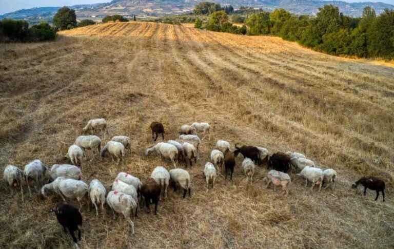 image Λήμνος: “Πράσινο φως”στους Στρατιωτικούς Κτηνιάτρους για δικαίωμα υπογραφής
