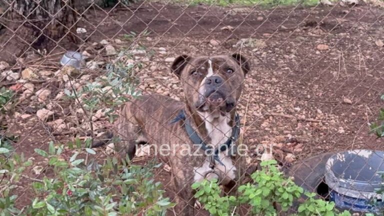 image Ζάκυνθος – Συγκλονίζει ο πατέρας του αγοριού: «Με κοίταξε, μου χαμογέλασε και έκλεισε τα μάτια»