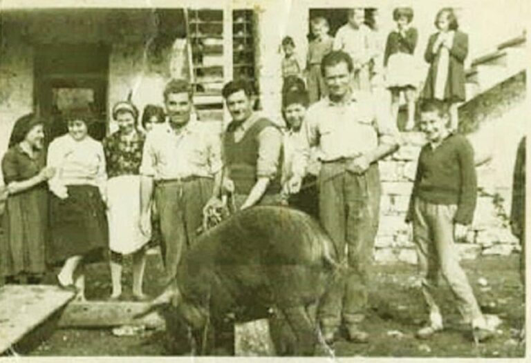 image Λήμνος- Χοιροσφάγια, το έθιμο των Χριστουγέννων