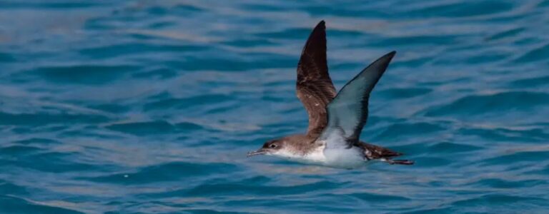 image Μύχος Γιελκουάν: Το σπάνιο θαλασσοπούλι που ζει στην Λήμνο.