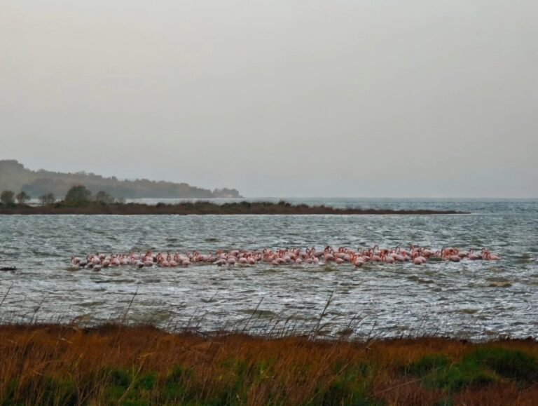 image Λήμνος-Θυελλώδεις νοτιάδες στον Άγιο Ανδρέα: Τα φλαμίνγκο βρήκαν απανεμιά