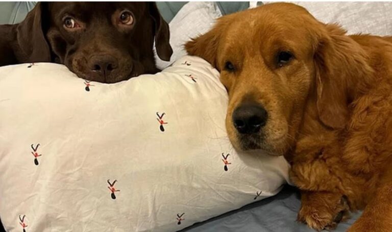 image Η άγνωστη πλευρά του πολέμου – Παρατούν ή κάνουν ευθανασία στα κατοικίδιά τους στο Ντουμπάι γιατί δεν μπορούν να τα πάρουν μαζί τους