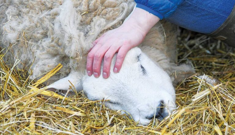 image Τελευταία εξέλιξη: Νέο κρούσμα αφθώδη πυρετού στην Πελόπη