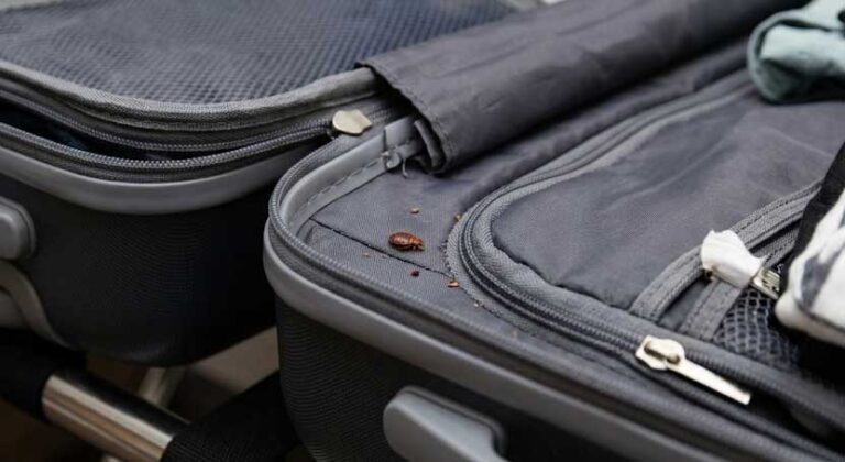 image Αποτελεσματική Καταπολέμηση Κοριών – Οδηγός Προστασίας