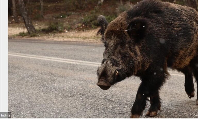 image Το τραγικό περιστατικό με το αγριογούρουνο προβληματίζει – Μήπως ήρθε η ώρα να δούμε σοβαρά και το ζήτημα των ελαφιών στη Λήμνο;